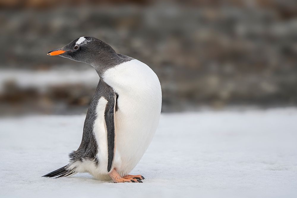 Antarctica-South Georgia Island-Stromness Bay Gentoo penguin close-up  art print by Jaynes Gallery for $57.95 CAD